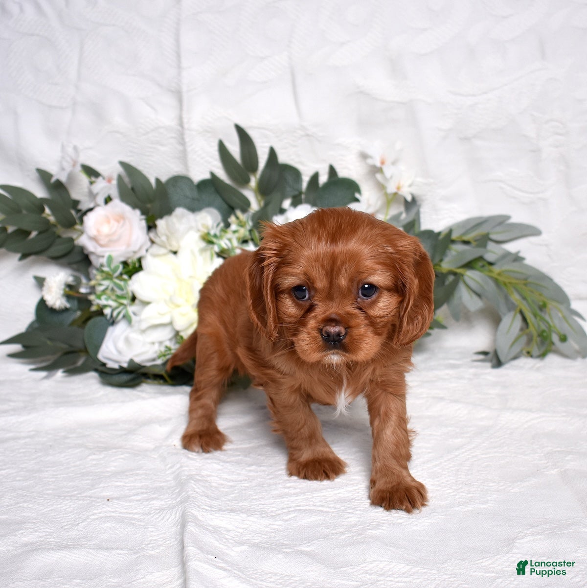 Cavalier King Charles Spaniel dogs Kenzie  - Ad 2