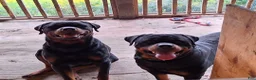 Rottweiler dogs for sale: Rottweiler Puppy 3 - Ad 2