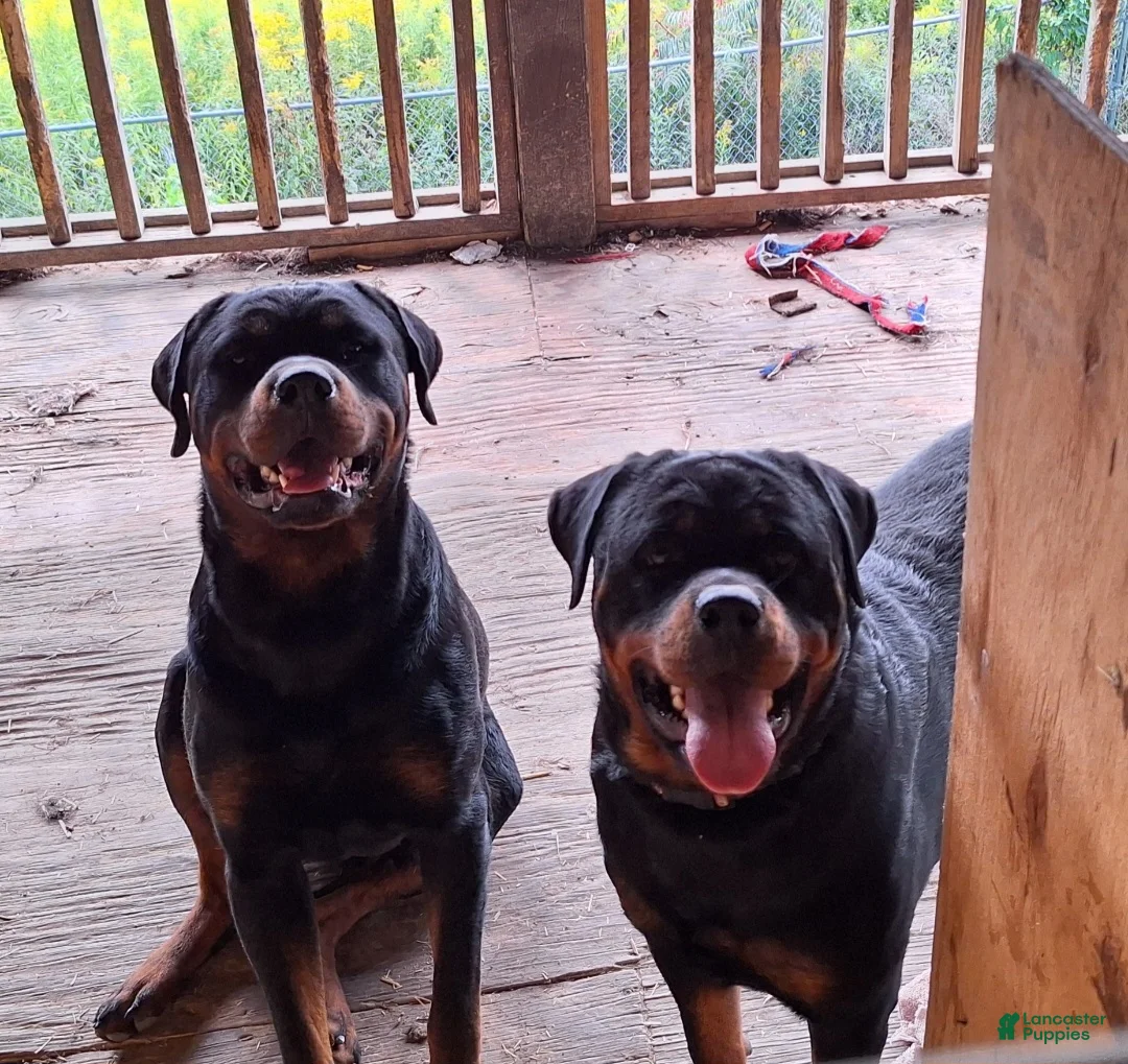 Rottweiler dogs for sale: Rottweiler Puppy 3 - Ad 2