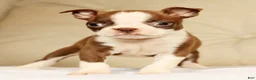 Boston Terrier dogs for sale: Pixie - Ad 3