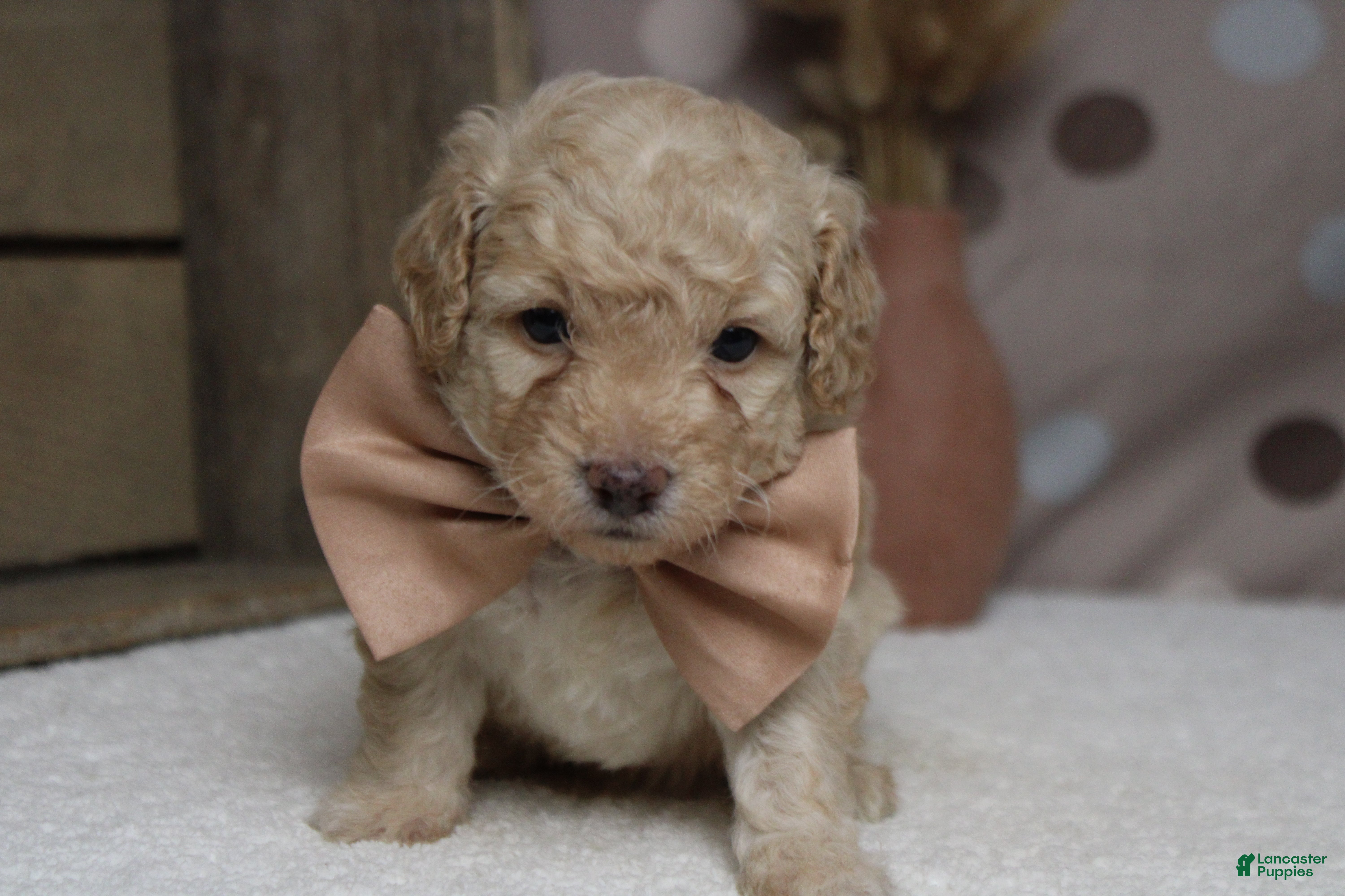 Toy Poodle dogs Alvin  - Ad 14