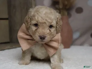 Toy Poodle Puppies for sale in Omaha, Nebraska | Lancaster Puppies Toy Poodle Puppies for sale in Omaha, Nebraska | Lancaster Puppies