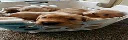 Goldador dogs for sale: Goldador Female 3 - Ad 3