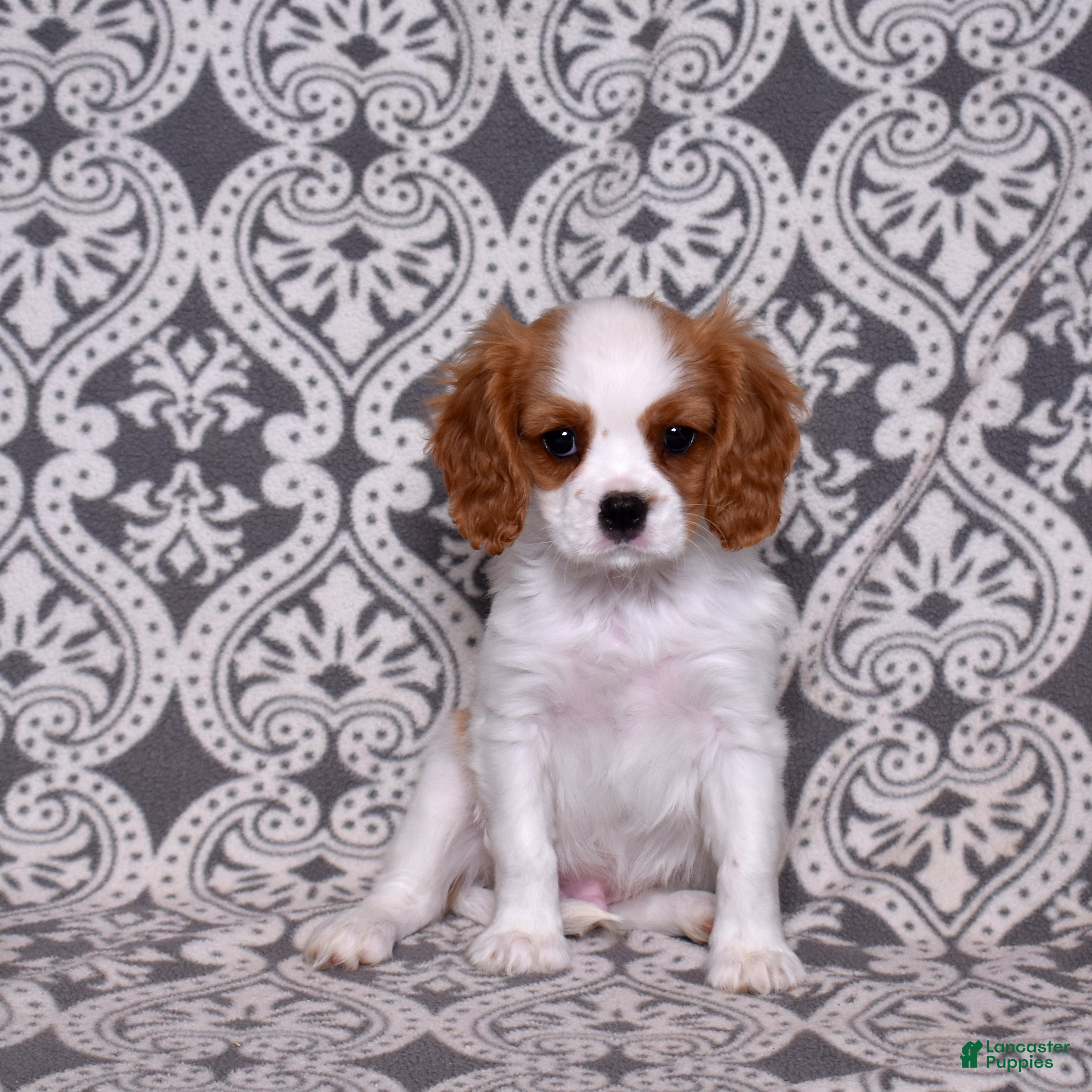 Oliver Cavalier King Charles Spaniel for sale in Lititz