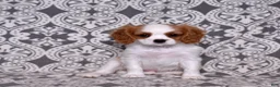 Cavalier King Charles Spaniel dogs for sale: Oliver - Ad 6