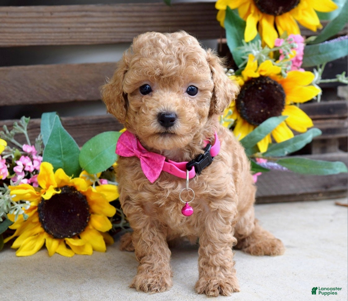 Mixed Breed dogs Patty - Ad 1