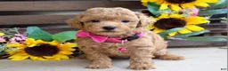 Mixed Breed dogs for sale: Patty - Ad 1
