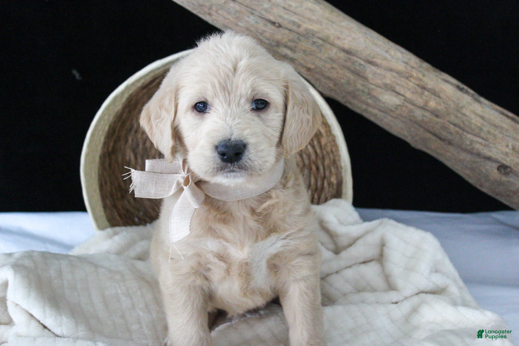 Labradoodle dogs Polly - Ad 2