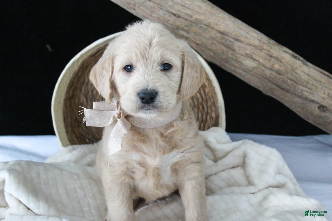 Labradoodle dogs for sale: Polly - Ad 2