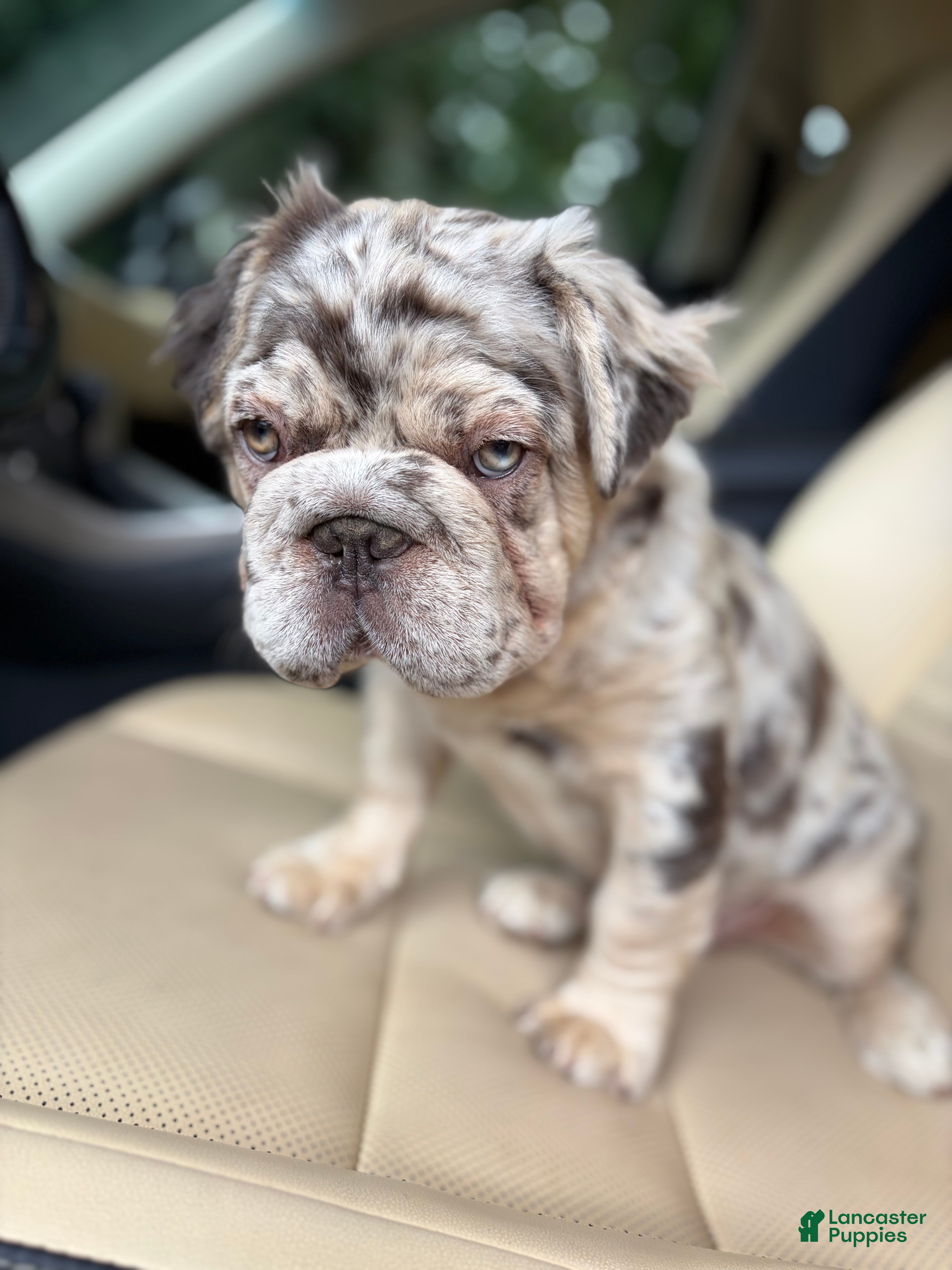 French Bulldog dogs French Bulldog 1 - Ad 1