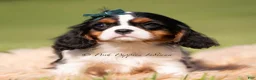 Cavalier King Charles Spaniel dogs for sale: Comet AKC - Ad 3