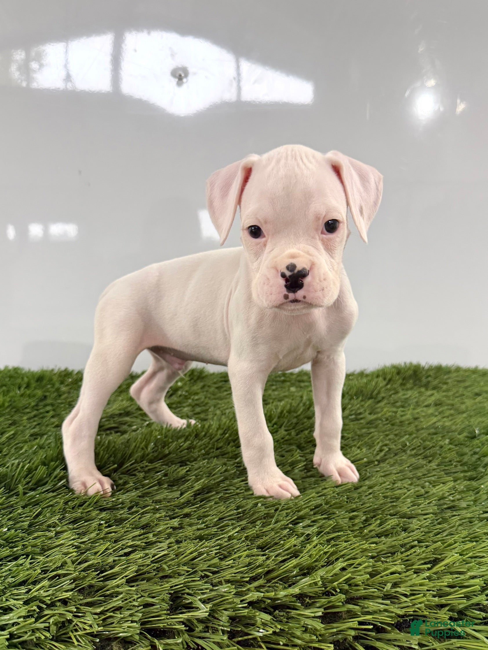 Boxer dogs Messi - Ad 1