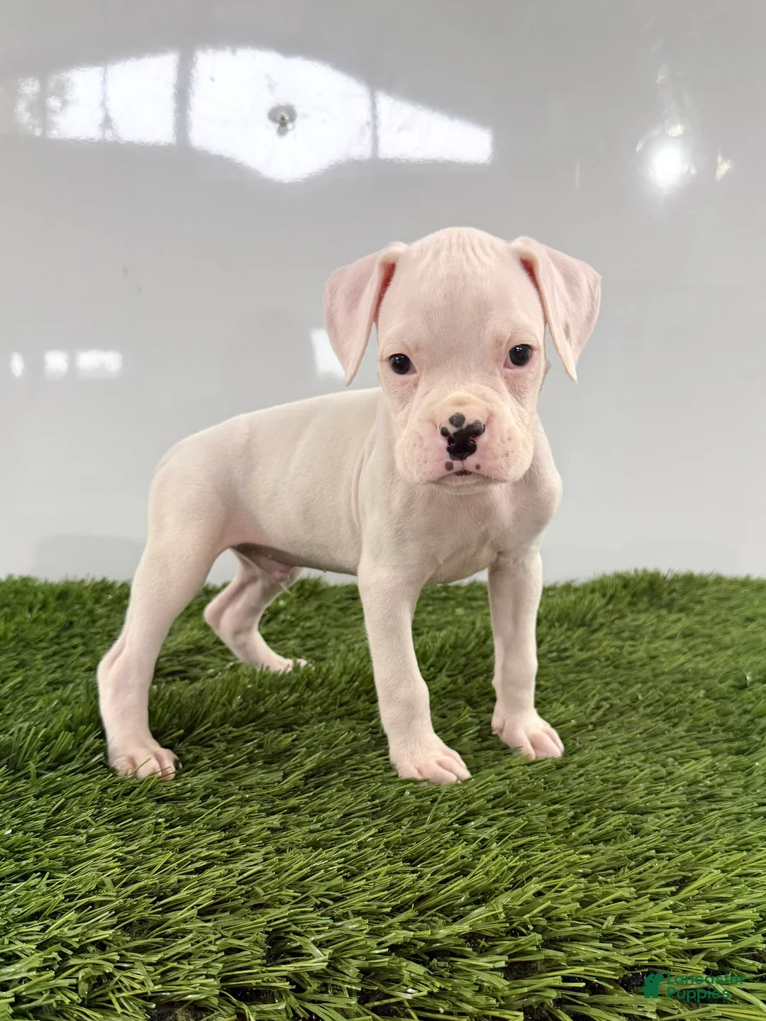 Boxer dogs for sale: Messi - Ad 1