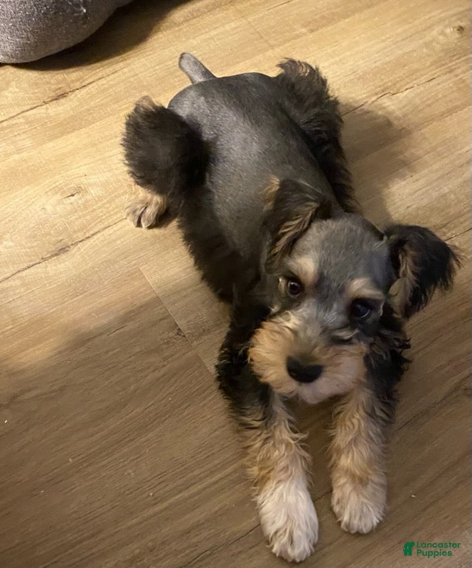 Miniature Schnauzer dogs Boy - Ad 1