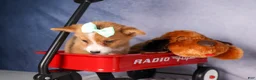 Welsh Corgi Pembroke dogs for sale: Bently💙 - Ad 8