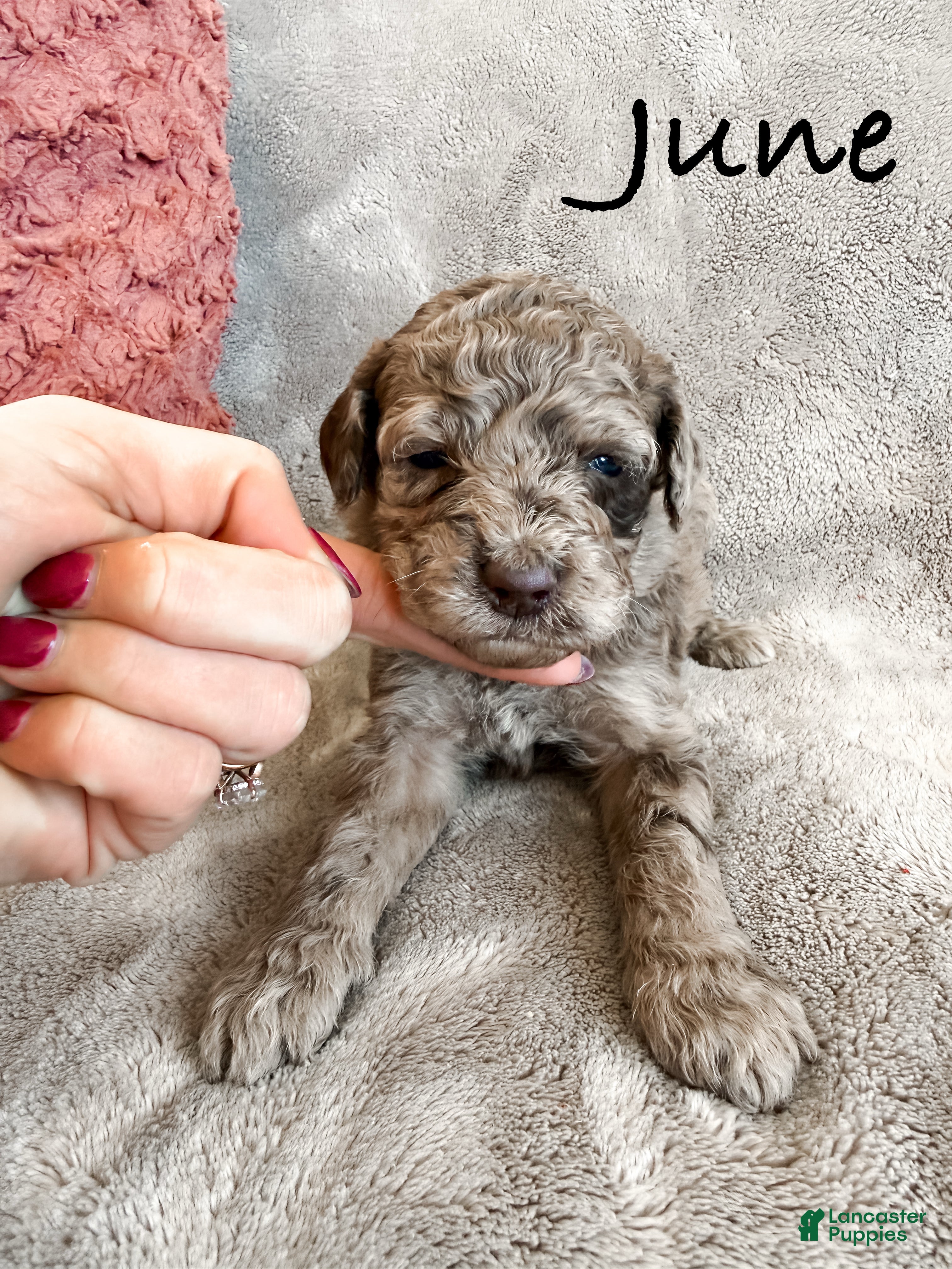 Aussiedoodle dogs June - Ad 30
