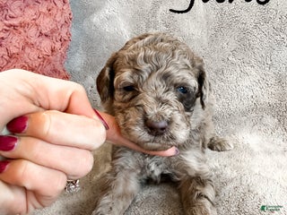 Aussiedoodle dogs June - Ad 25