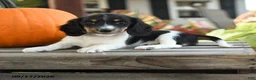 Miniature Dachshund dogs for sale: Raleigh - Ad 3