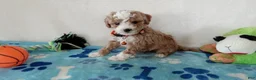 Cavapoo dogs for sale: Peyton  - Ad 3