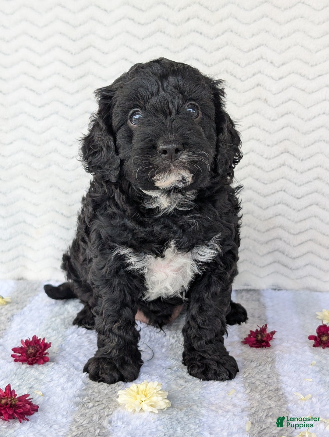 Cavapoo dogs for sale: Bodie - Ad 15