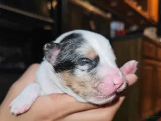 Miniature Australian Shepherd dogs Max - Ad 19