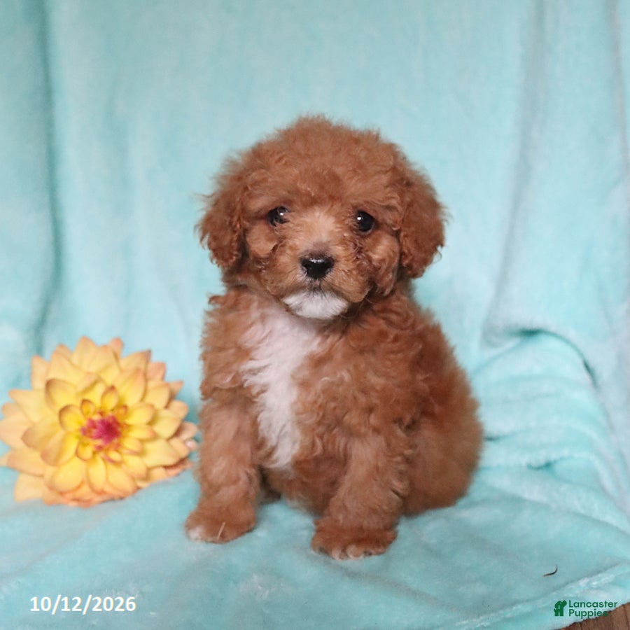 Mixed Breed dogs for sale: Pickles - Ad 1
