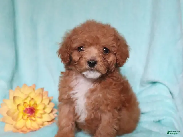 Mixed Breed dogs for sale: Pickles - Ad 1