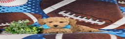 Bichpoo dogs for sale: Parkinson 9 lbs Full Grown - Ad 4