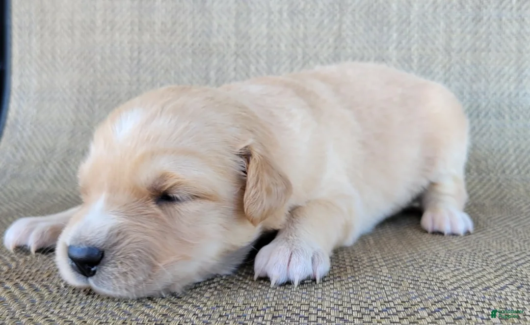 Australian Shepherd dogs for sale: Elsa - Ad 11