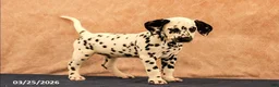 Dalmatian dogs for sale: Allie - Ad 4