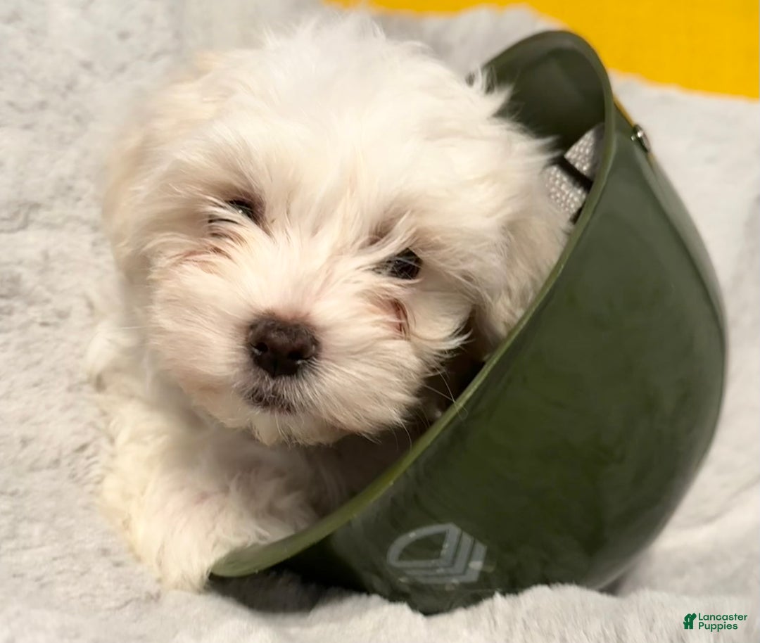 Mixed Breed dogs for sale:  Lhatese Breed “Trooper”  - Ad 5