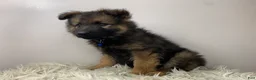 German Shepherd dogs for sale: Sierra - Ad 3