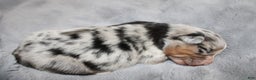 Miniature Australian Shepherd dogs for sale: Sprinkle  - Ad 5