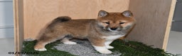 Shiba Inu dogs for sale: Cole - Ad 3