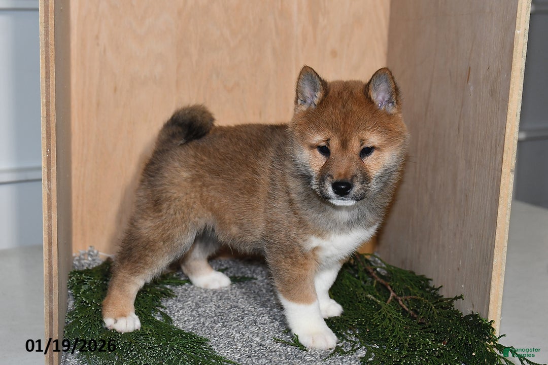 Shiba Inu dogs for sale: Cole - Ad 3