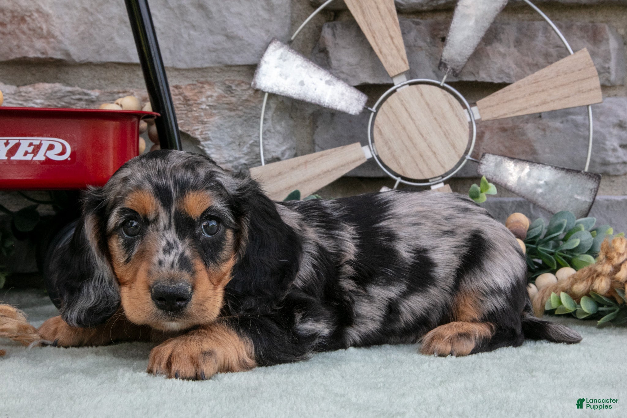 Miniature Dachshund dogs Marshall - Ad 1