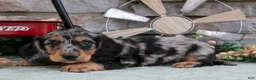 Miniature Dachshund dogs for sale: Marshall - Ad 1
