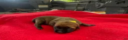 Mixed Breed dogs for sale: Female Puppy 1 - Ad 5