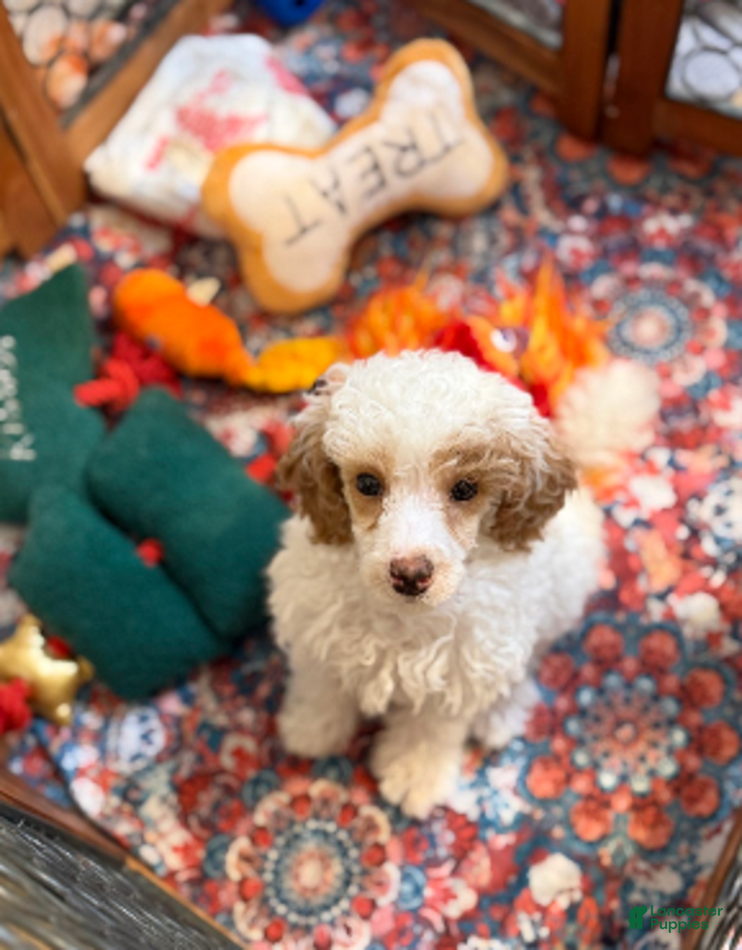 Miniature Poodle dogs for sale: Parti boy - Ad 1