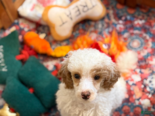 Miniature Poodle dogs Parti boy - Ad 25