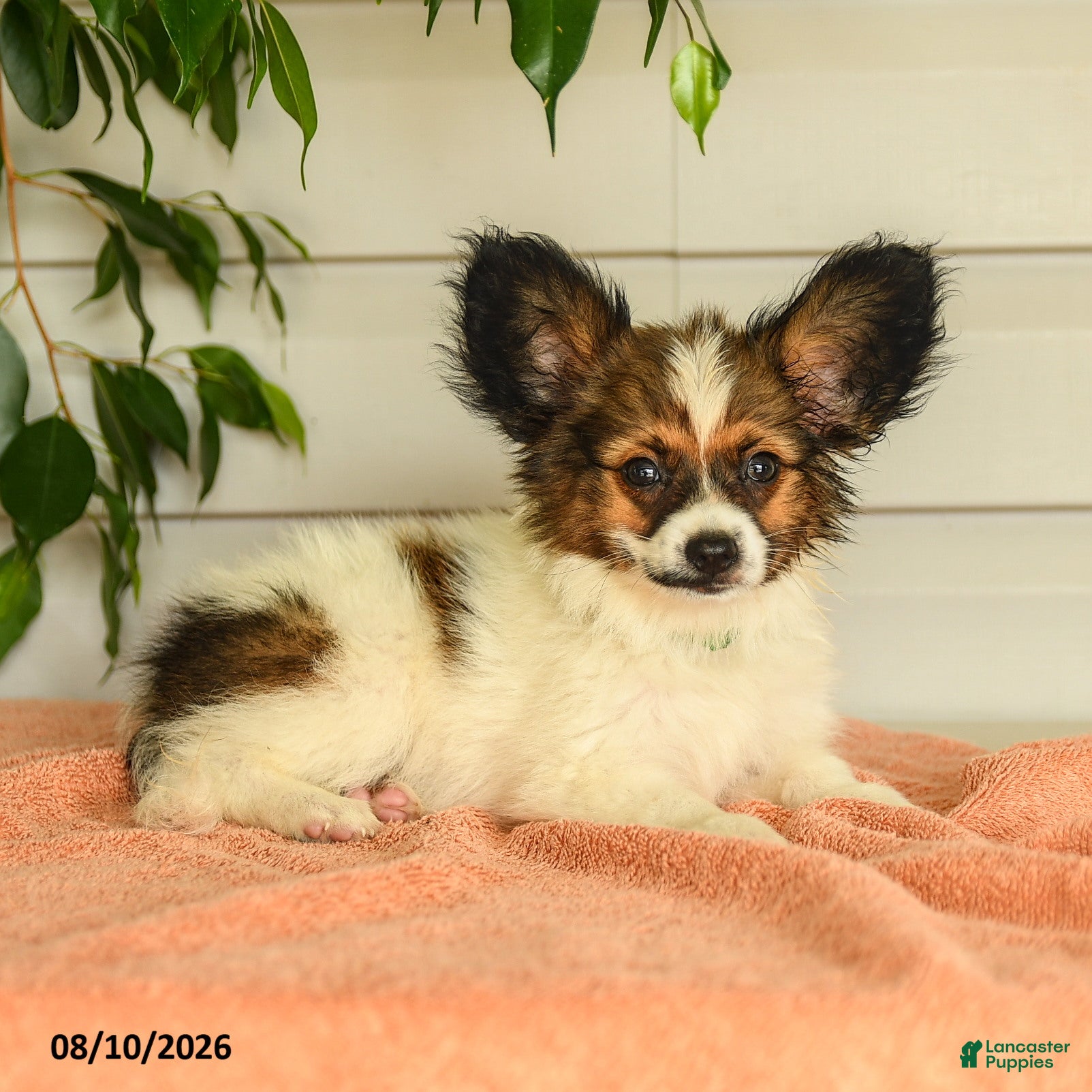 Papillon dogs Randol - Ad 2