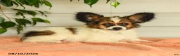 Papillon dogs for sale: Randol - Ad 2