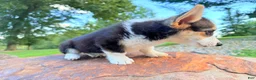 Welsh Corgi Pembroke dogs for sale: Annie - Ad 14