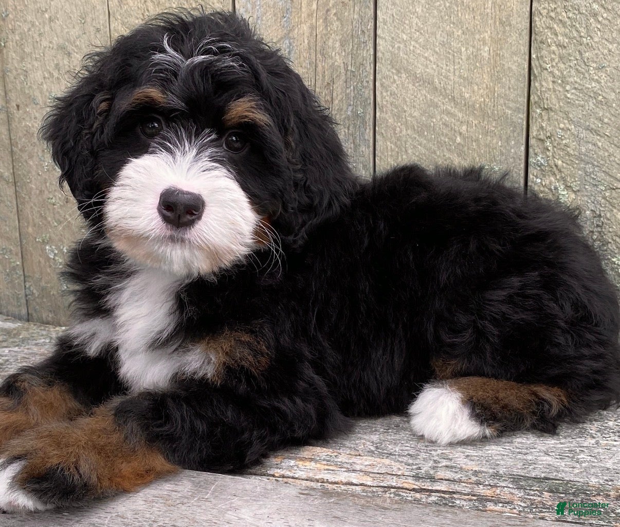 Mini Bernedoodle dogs 🧡IN BOSTON MASSACHUSETTS AREA🧡MINI BERNEDOODLE BOY🧡 - Ad 2