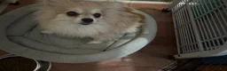 Pomeranian dogs for sale: Pomeranian Puppy 1 - Ad 6