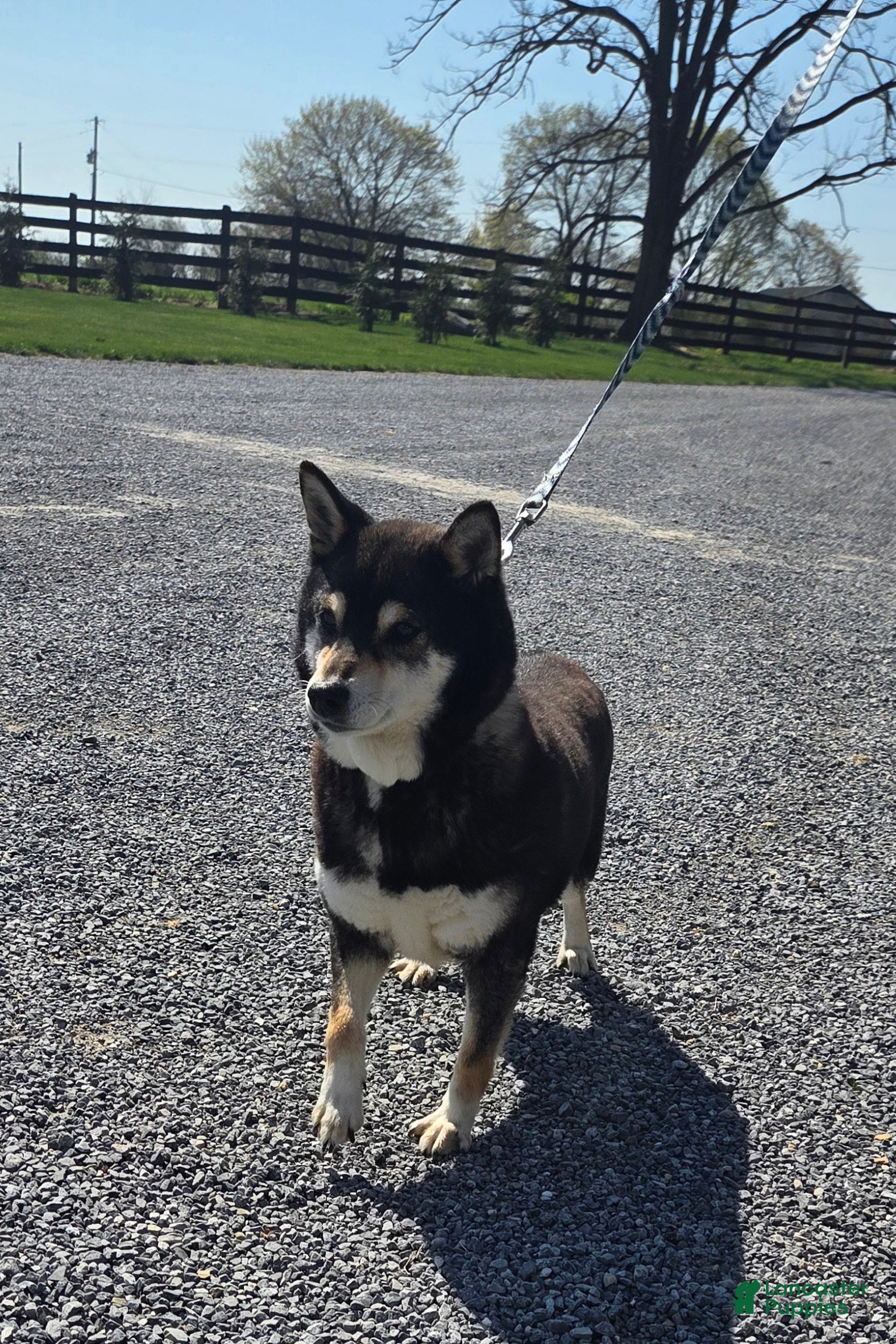 Shiba Inu dogs Miley - Ad 2