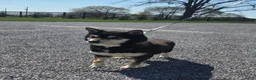 Shiba Inu dogs for sale: Miley - Ad 2