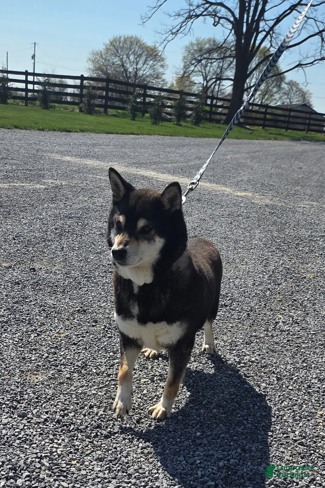 Shiba Inu dogs for sale: Miley - Ad 2