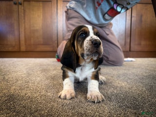 Basset Hound dogs Patrick - Ad 13