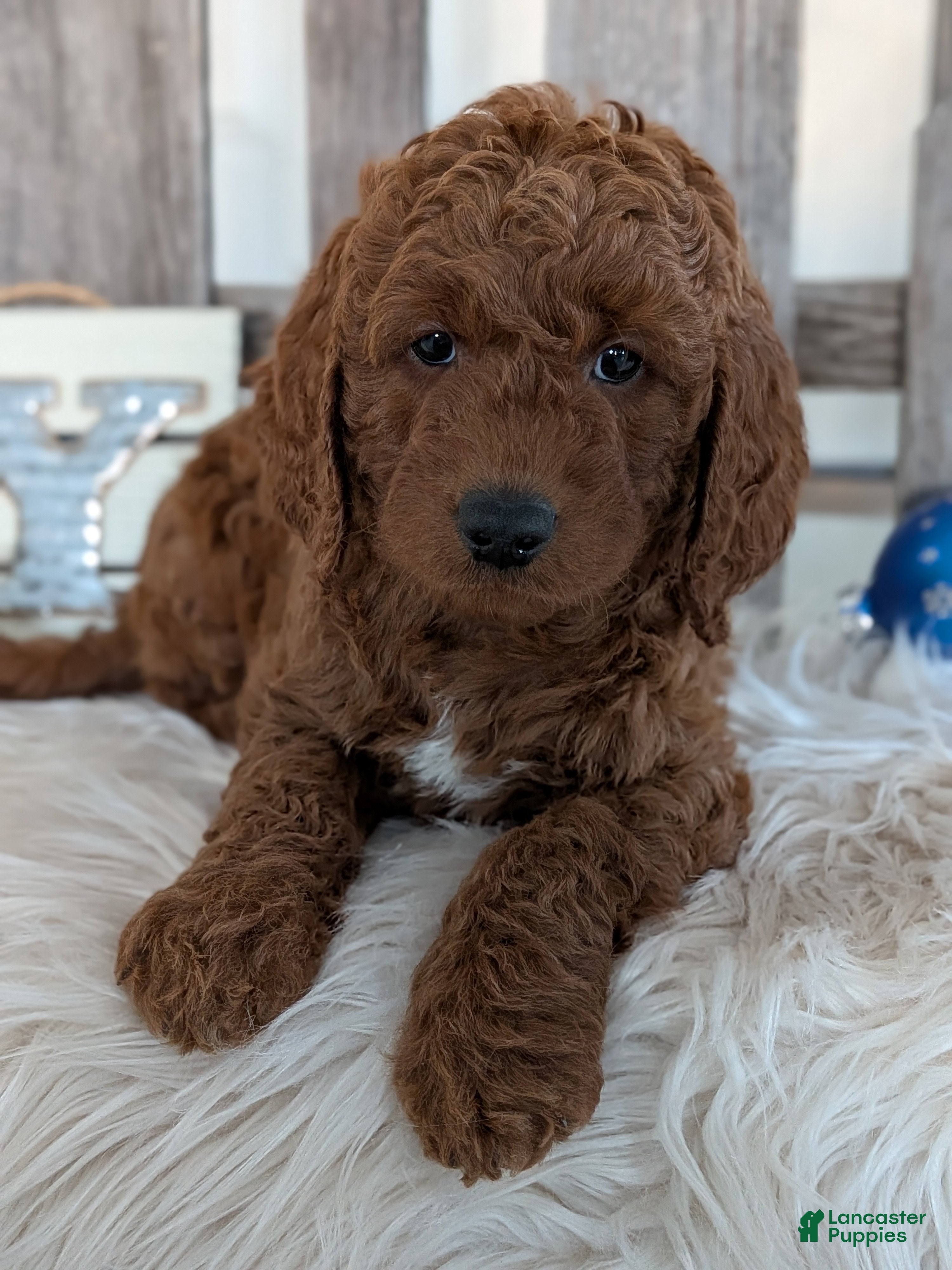 Goldendoodle dogs Bingo  - Ad 6